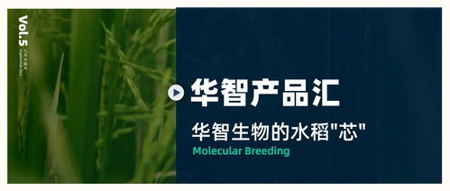 华智产品汇 技术先行，以生物技术驱动水稻育种创新